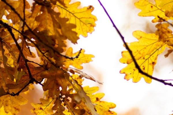 1965属蛇一生大劫年