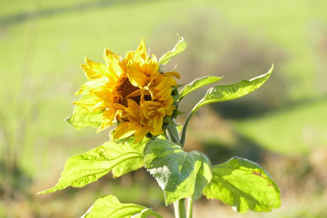 属龙女人喜欢什么男人
