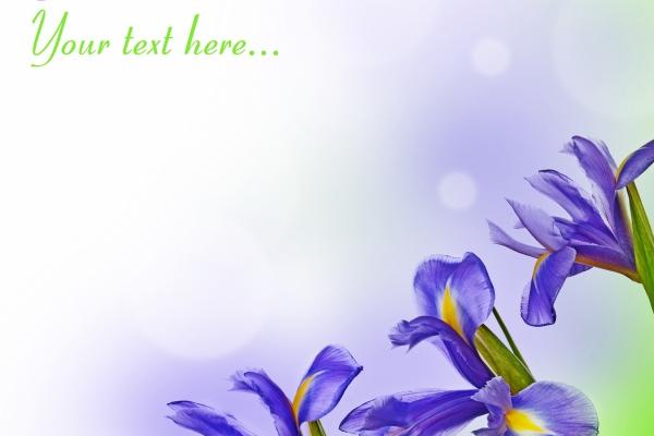 属虎的养什么花最旺财招财