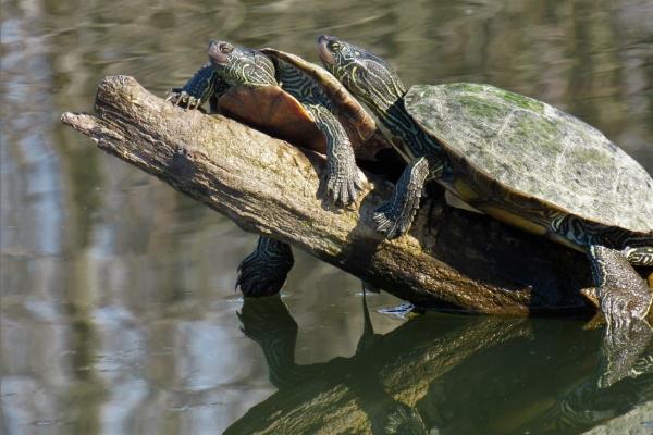 99年属兔什么生肖性格