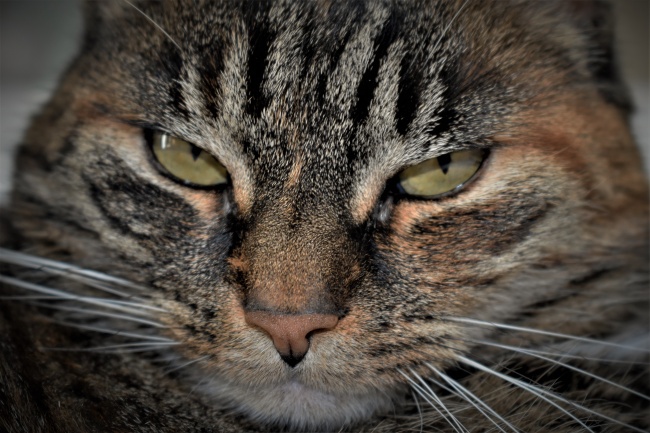 属羊人养什么宠物最好