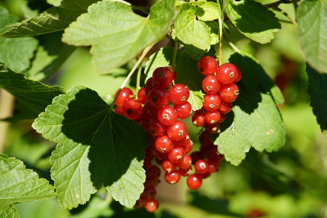 78年属马的财运方向与位置