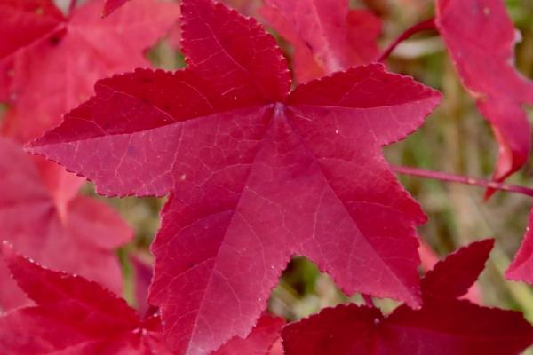 属马人戴什么可转运，属马人身上戴什么最旺