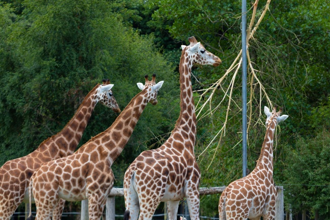 2025属虎人什么颜色最旺