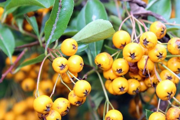 1991年属羊女后半生命运