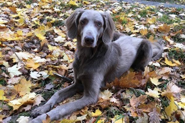 属鸡女最擅长什么