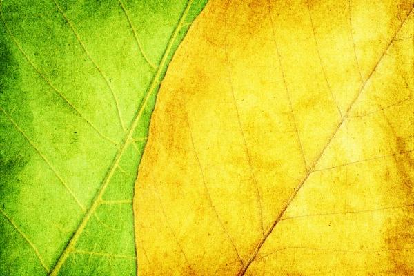 14年的马是金命还是木命