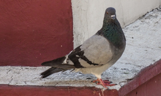 2003年属羊几月出生最好