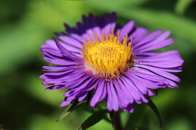 2025十二生肖运势猴