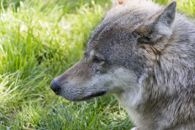 属狗女1994什么时候能发财呢