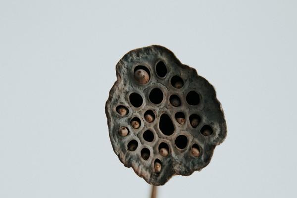 1976年属龙2025运势及运程详解