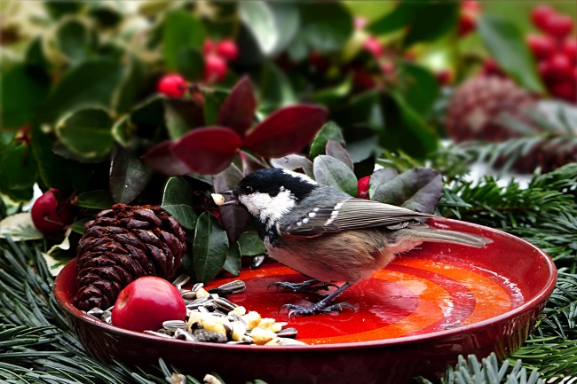 2003年出生的羊的一生命运如何