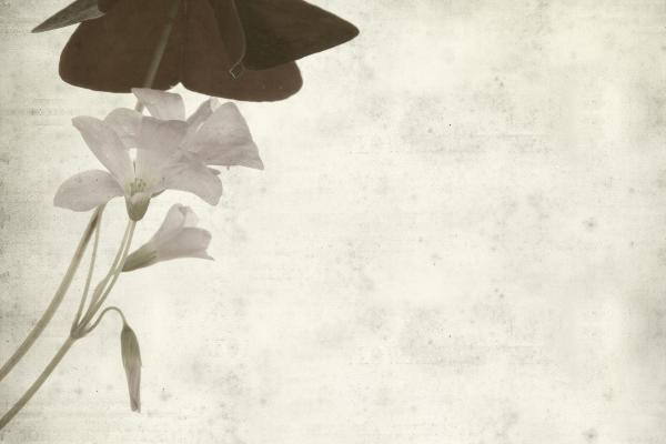 兔的仇人是什么生肖