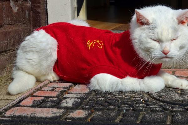 90年马最厉害三个年龄