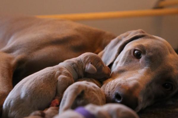 2007生肖猪2028年的运势