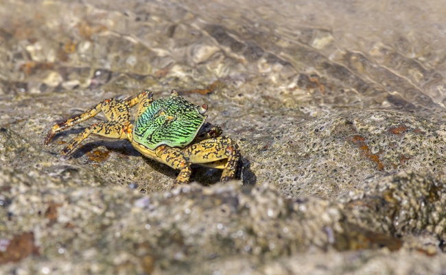 属龙人报复你的表现