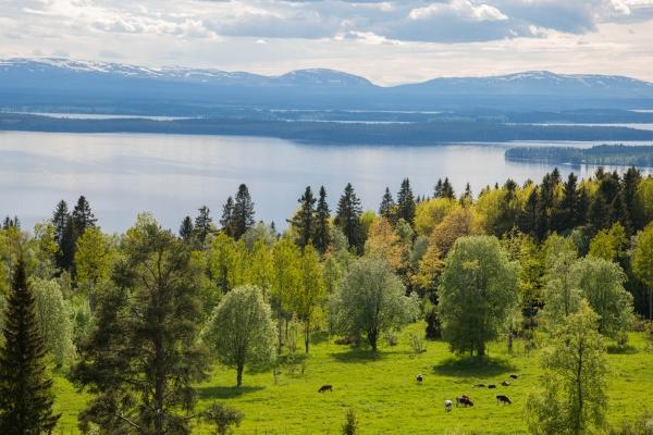 属鸡人一辈子命苦是真的吗