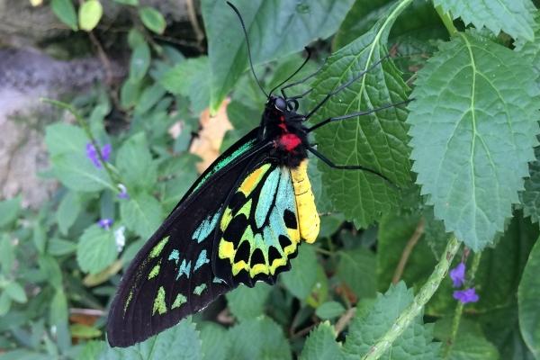 属羊女人为什么不能当老婆