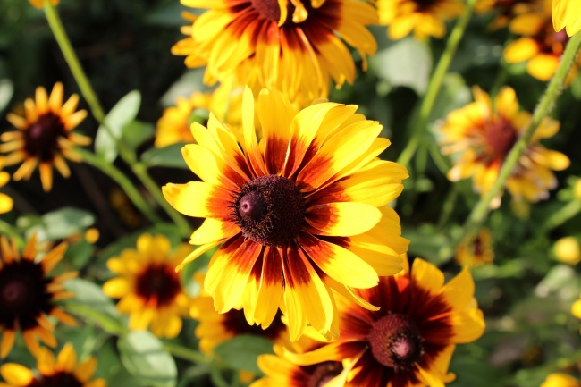 属牛的遇上什么年运气最好