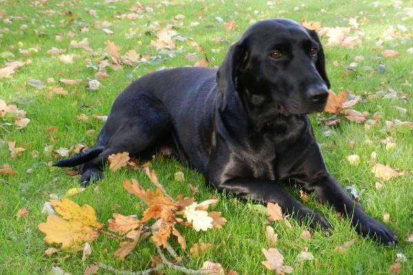 属蛇的如何增加财运