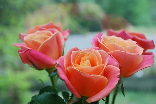 2025属猪犯太岁怎么化解吉凶