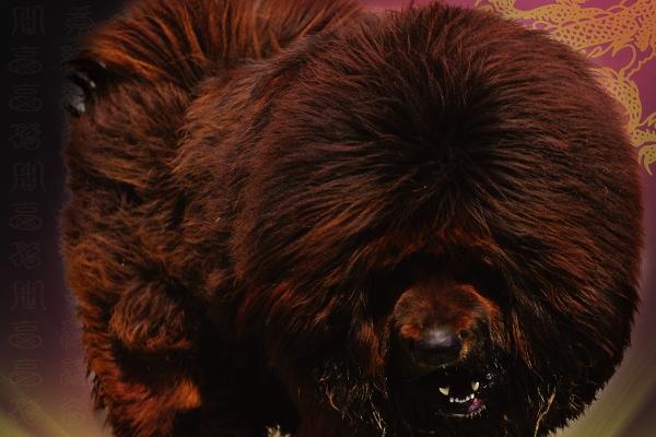 属龙的不能生在几月