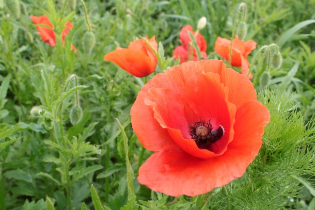 属虎男喜欢什么样的女生
