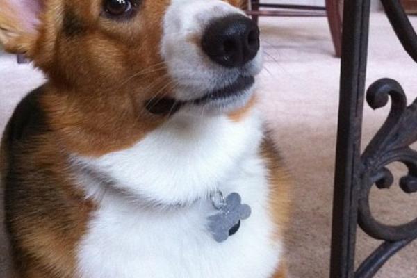 1995属猪转折点在哪一年