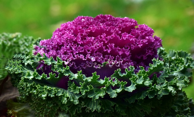 2021年属牛的是什么命