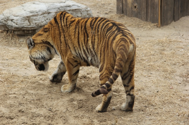 属龙忌讳什么属相孩子
