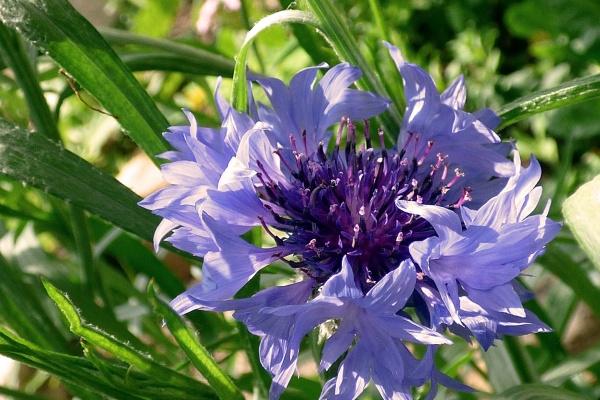 06年的狗是富贵还是