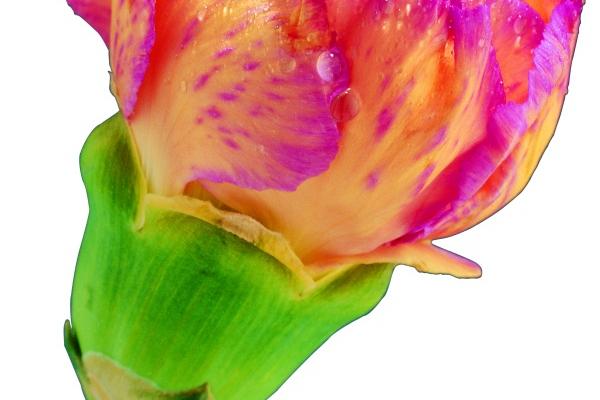 属兔人财运方向与位置