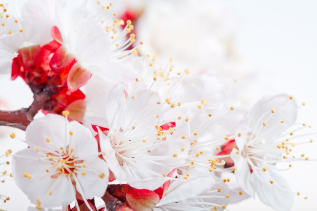 属兔一生最大克星