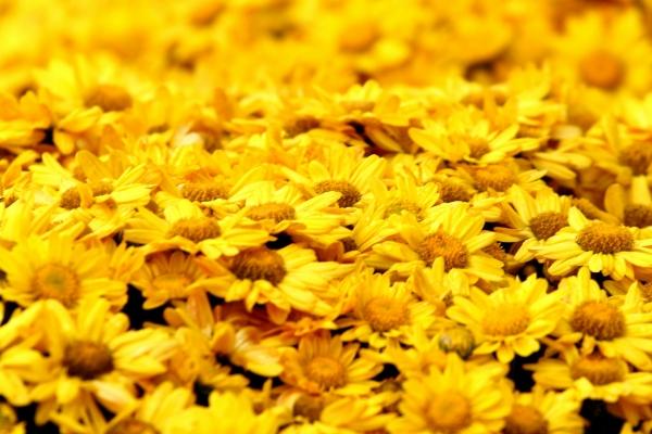 属龙的戴什么防小人最好