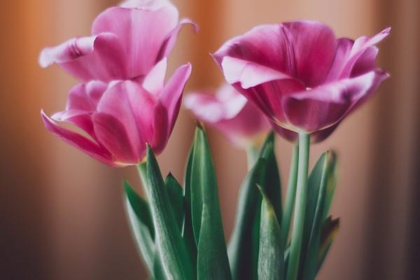 属虎人的婚姻与命运如何