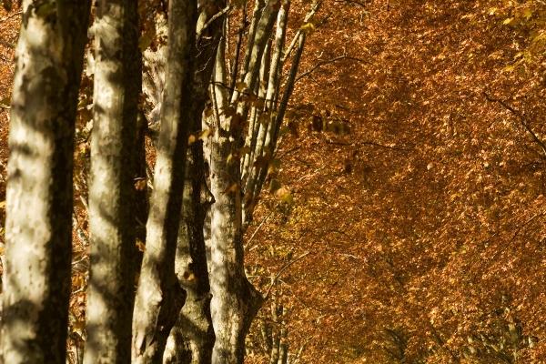 1974年五行属什么属性