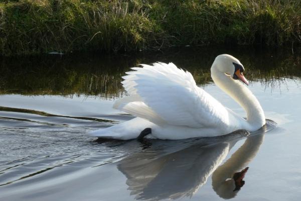 属鸡人的最佳发财方位