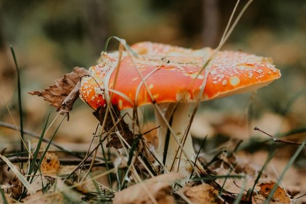 2009年属牛男孩的命运