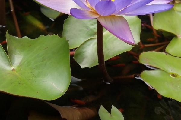 属虎人2025年躲不过的大事