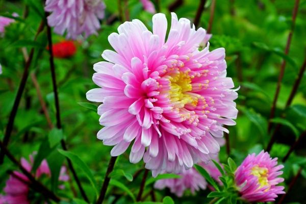 60年属鼠女命运分析