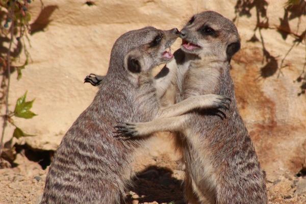 78的马2025运气如何