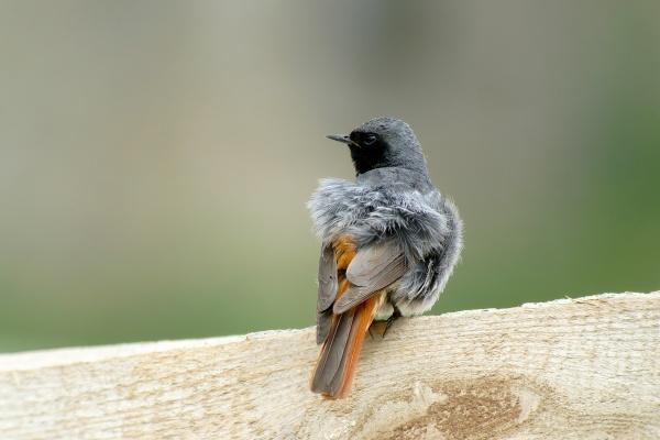 77年苦命蛇女晚年的运势