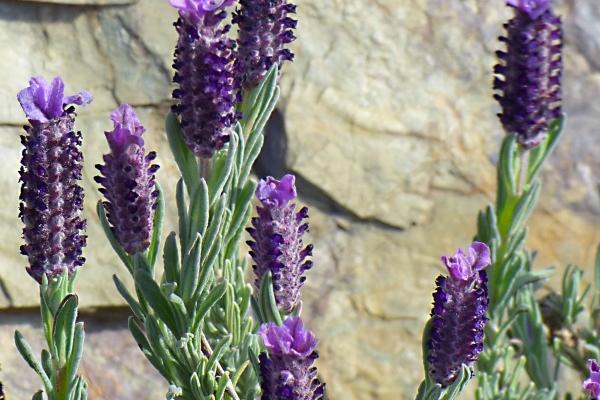 93年属鸡的贵人有哪些