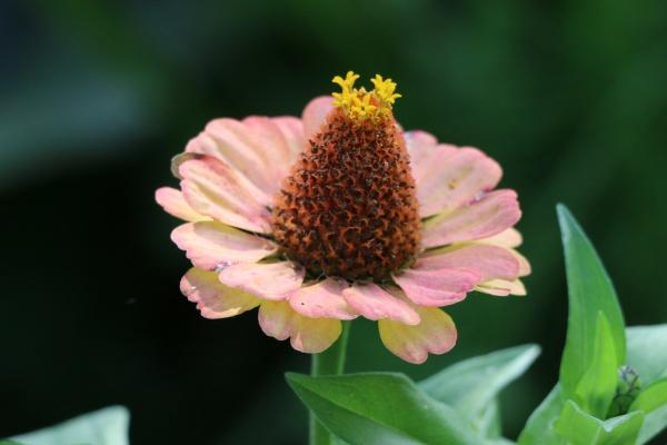 2025年属牛4月财运好吗