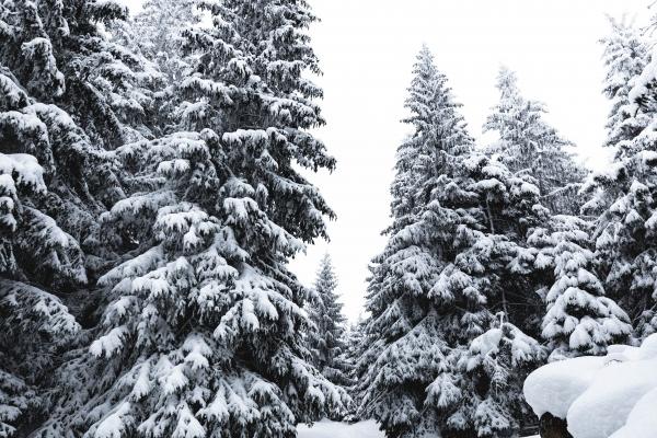 属牛2025年有2喜