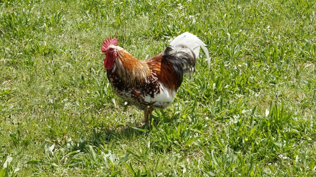 1986年属虎2025的运气