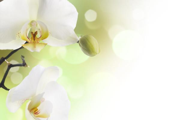 属鸡男欺骗一个人的表现