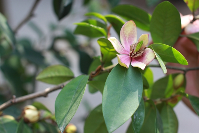 1976年属龙男在2025运气怎么样