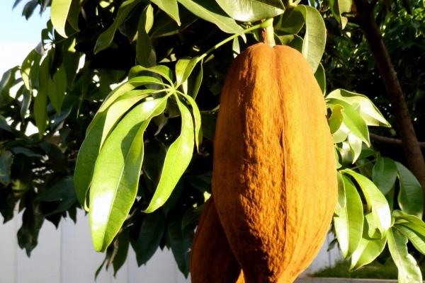 庚子鼠年是什么意思