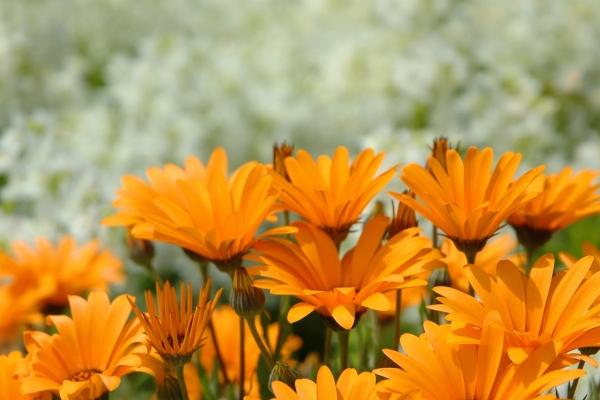 2002属马的是什么命